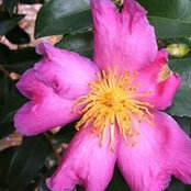 Nan McGehee's photo