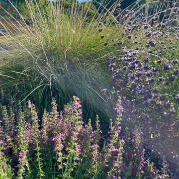 A pollinator paradise