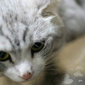 Chyling Lin's photo