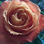 Rehnuma Hossain's photo