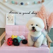 Foto von Cindy Listyo