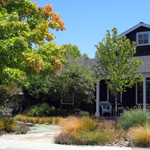 Xeriscape