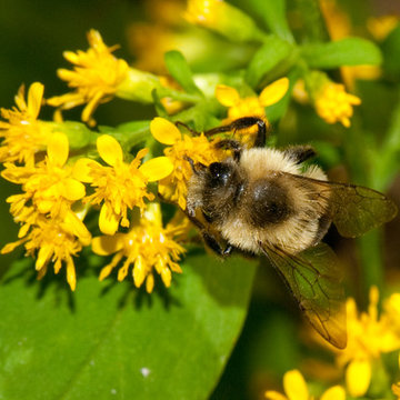 Solidago flexicaulis