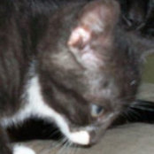 Tracy Has foto