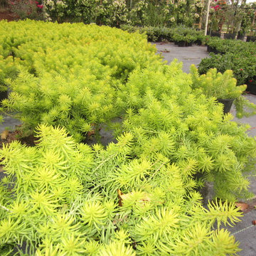 Individual Plant Photos # 1:Customer Aid (Not complete- hundreds will be here)