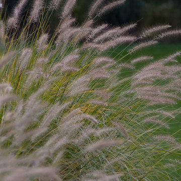 Contemporary Landscape