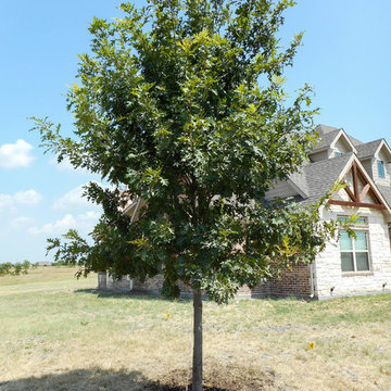 Red Oak