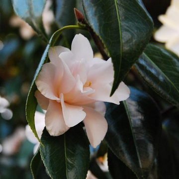 Garden Shots