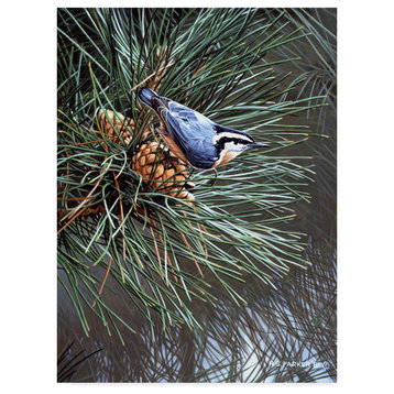 Ron Parker 'Nuthatch On Pine Cone' Canvas Art, 24"x18"