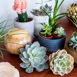Succulents - Products