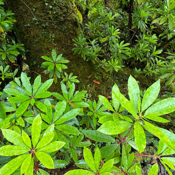 Woodland