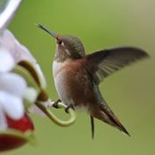 Deb Marchs foto