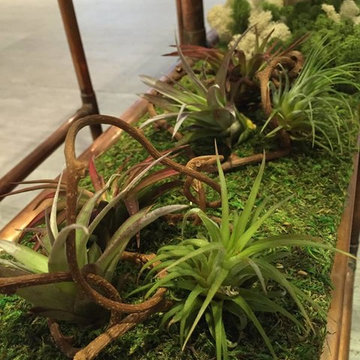 Moss and Air Plants