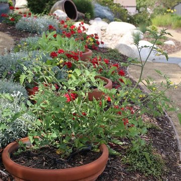 Del Mar Turf Removal & Water Wise Landscape