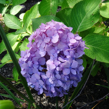 Hydrangea