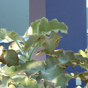 Yards: Turn Any Outdoor Space Into the Garden of Your Dreams