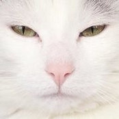 Virginia Storey's photo