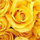 webuser_32992