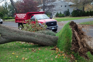 STUMP AND TREE REMOVAL -  HURRICAN SANDY