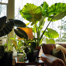 Plants I grow