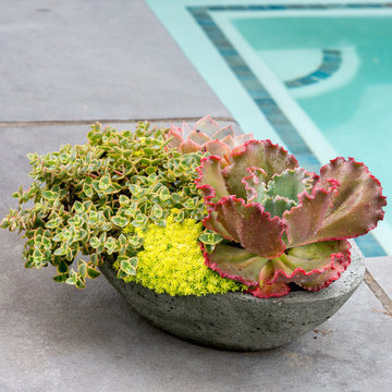 A Water-Wise Garden in Bethesda