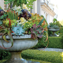containers ~ succulents