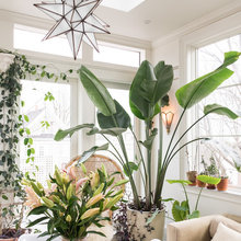Planty rooms