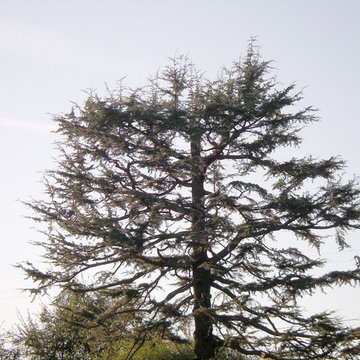 Deodar Tree Trimming