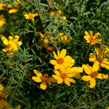 Southwestern Plants