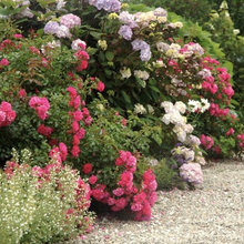 rose garden
