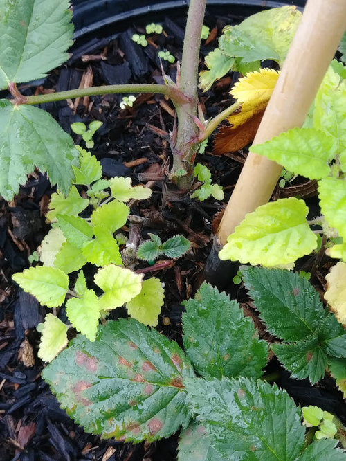 First timer with Natchez blackberries