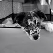 Jen Dwyer's photo