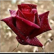عبق الزهور's photo