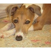 Gail Hourigan's photo