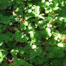 Esmeralda Backyard