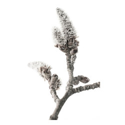 Salix charm - Prints And Posters
