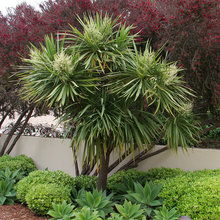 Cabbage tree