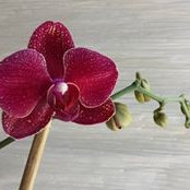 Kimberly Hinds's photo
