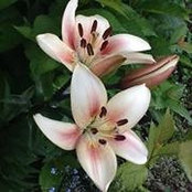 Becky Hardgrave's photo