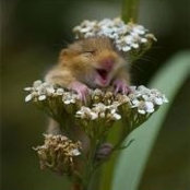 Diana Ananda's photo