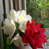Mary Sabatini's photo
