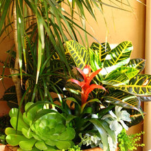 Tropicals