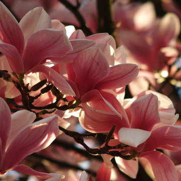 Flora & Fauna