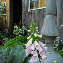 Landscape Ideas