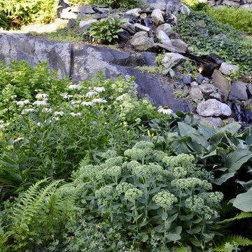 Perennials in Bloom