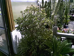 Largest Jade plant in the world | Houzz Forum