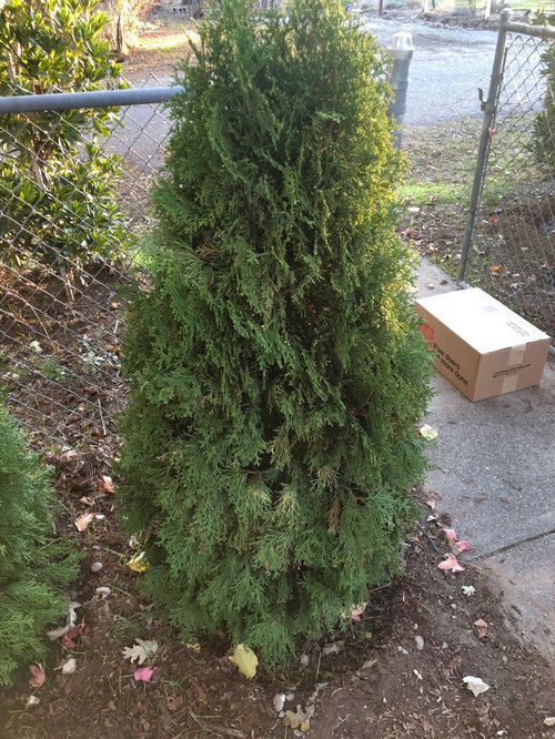 New Emerald Green Arborvitae tips turning brown & discoloration