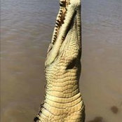 Foto von Alfina Grasso