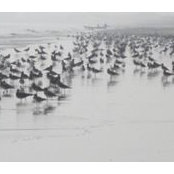 Musaab Al-madhani's photo