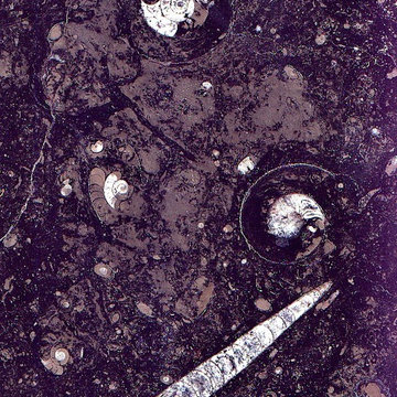 Natural Fossil Stone Tile Flooring